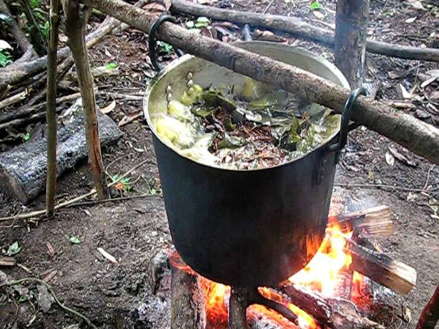 Colombian Ayahuasca