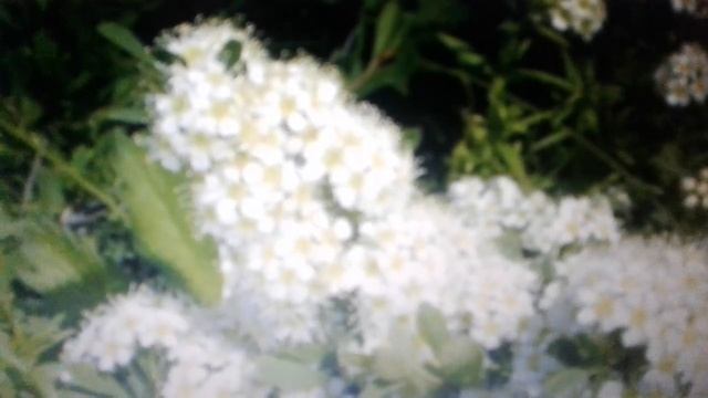 Кустарник спирея: полезные свойства и применение. смотреть онлайн