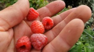 Высокоурожайный сорт малины Феномен. Первый сбор урожая.