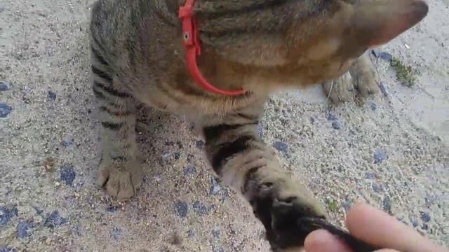 Кот МАРСианин. сытый пузик трогать нельзя смотреть онлайн