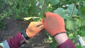 ФУНДУК - РАЗМНОЖЕНИЕ ОТВОДКАМИ. Часть 1.