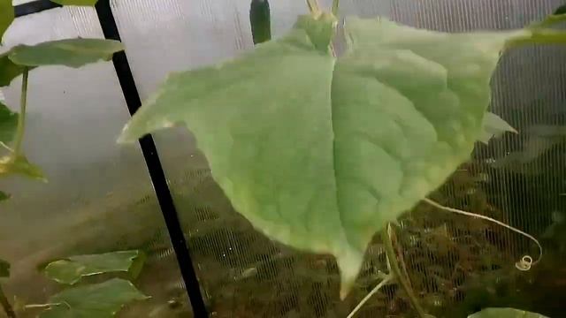 Дружная отдача урожая огурцов Клавдия, замечательные корнишоны и без горечи смотреть онлайн