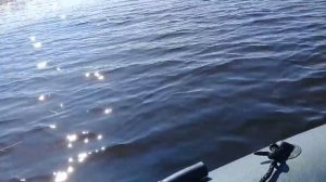 Мотор 5 сил и лодка 2.9 нд/нд . 2 года эксплуатации .