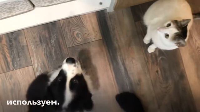 Дрессировка щенка во время карантина смотреть онлайн