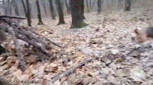 Камуфляж и запутывание. Мастер-класс от Бигля Чарли