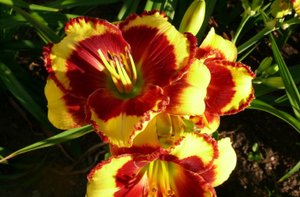 ЧТО ДЕЛАТЬ И КАК СОХРАНИТЬ ЛИЛЕЙНИКИ ВЕСНОЙ ДО ВЫСАДКИ В ГРУНТ.