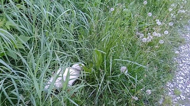 Стадо гусей и уток идут с луга домой.a flock of geese and ducks go home from the meadow. смотреть онлайн