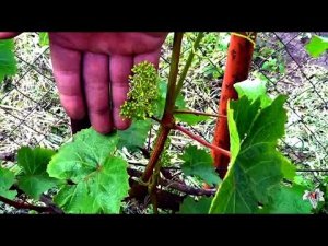 Особенности выращивания технических сортов винограда