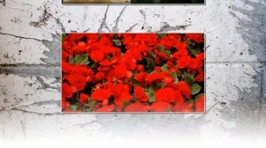 ๑♥●Магические свойства бегонии Магия бегонии ๑♥●