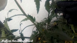 Томаты на плёнке в теплице без полива и формировки на 8 июня.