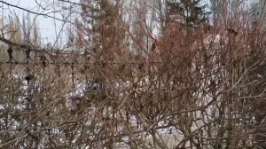 Часов Яр. Субъективная история города