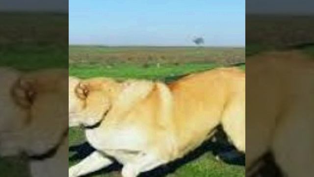 Гурдбасар Характер собаки Азербаджанский волкодав смотреть онлайн