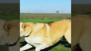 Гурдбасар Характер собаки Азербаджанский волкодав