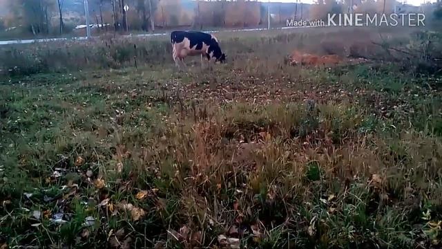 Что же было с коровой? // кошмар закончился))) смотреть онлайн