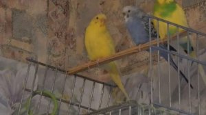 Выбор пары волнистых попугайчиков. Правила подбора пары попугаев.