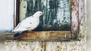 "Не стучися в окошечко пташечка". Христианская песня МСЦ ЕХБ