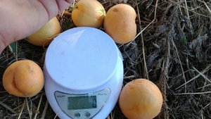 Апріум Хані Річ. Aprium Honey Rich. Солодкий, крупний, врожайний, соковитий. Огляд від Максі Сад