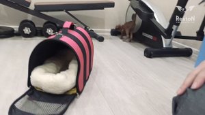 Funny Oriental Cats ? Black Oriental Cat Meet Cinnamon Oriental Kitten