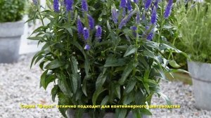 Вероники в саду. Сорта "Мариетта", "Ферст Леди", "Ферст Глори".