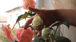 Клубневая бегония от  Диметрис. Стоит ли покупать и как растут в домашних условиях. Юлия Датта