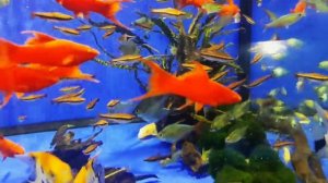 Меченосец рубин флаговый вильчатый