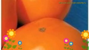 Томат обыкновенный Сладкий Пончик. Краткий обзор, описание характеристик, где купить семена