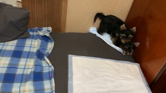 Малышам йорка три месяца/ Yorkshire Terrier babies are three months old смотреть онлайн