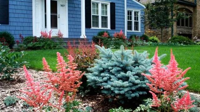 Все виды садовых цветов многолетников для Урала смотреть онлайн