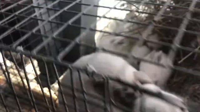 Новости ЛПХ Фроловых - 10 марта 2018 года смотреть онлайн