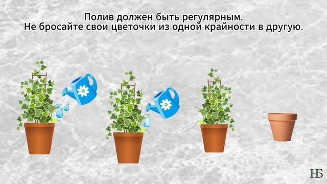 Поливаем растения правильно