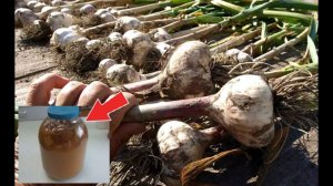 Подкормите этим чеснок в июле и увидите каким огромным он вырастет! Чем подкормить чеснок?