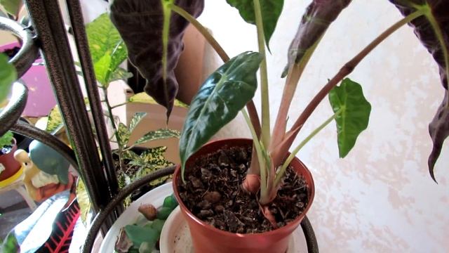 Мои растения в ноябре. Долгожданные изменения дендробиума Берри Ода. смотреть онлайн