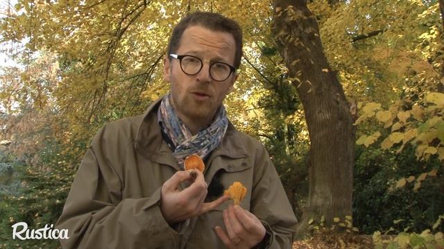 Cueillette des champignons : distinguer la girolle de la fausse girolle смотреть онлайн