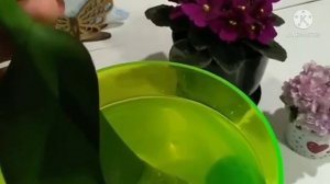 ОРХИДЕЯ БЕЗ КОРНЕЙ С ОДНИМ ЛИСТОМ (Киви Бьюти)