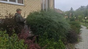 Как я обрезаю иву пурпурную