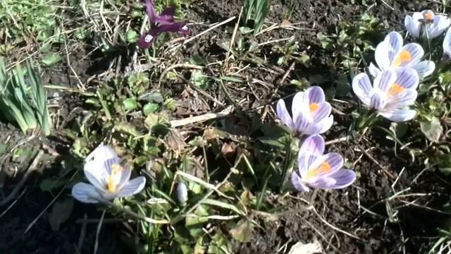 VID 20190325 114857 - крокусы цветут на даче 25.03.2019 смотреть онлайн