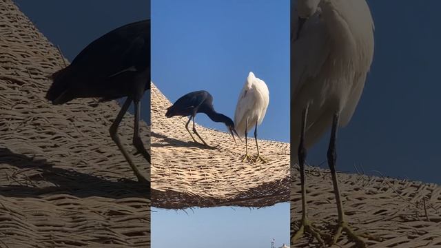 Египет. Хургада. 25.08.23-05.09.2023 смотреть онлайн