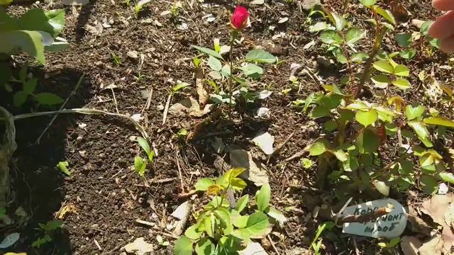 28 мая 2022. Распустились первые роза, пион, ирисы. Розочка из семени соответствует материнской роз смотреть онлайн