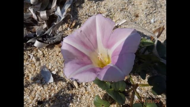 Calystegia soldanella смотреть онлайн