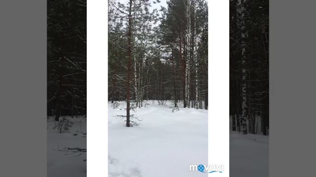 Охота на волков!!! 2019 смотреть онлайн