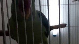 Разведение канареек в общем вольере (мой первый опыт и эксперимент).