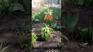Рябчик императорский посадка, уход, размножение