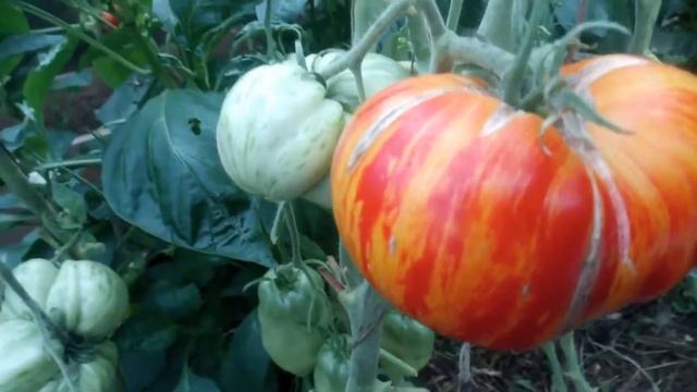 Обзор индетерминантных сортов в теплице. Коллекционные крупноплодные сорта томатов. Урожайные сорта смотреть онлайн