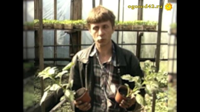 Польза черенкования георгина смотреть онлайн