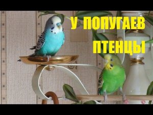 Попугаи вывели птенцов.