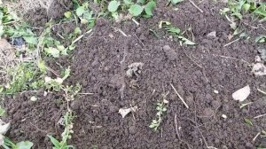 Акация розовая(Робиния клейкая). Посадка.