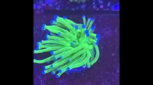 Green Metalic Torch Blue Tips