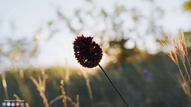 Божественная музыка трогает сердце! Одна из лучших песен о любви! Лучшая музыка Сергея Грищука #37