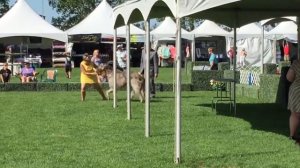 An Irish wolfhound must be of great size and commanding appearance…