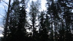 птицы-пение соловья и кукушки